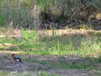 2016-05-08 09h56m31 - Goudvink man - Pierre Bernard